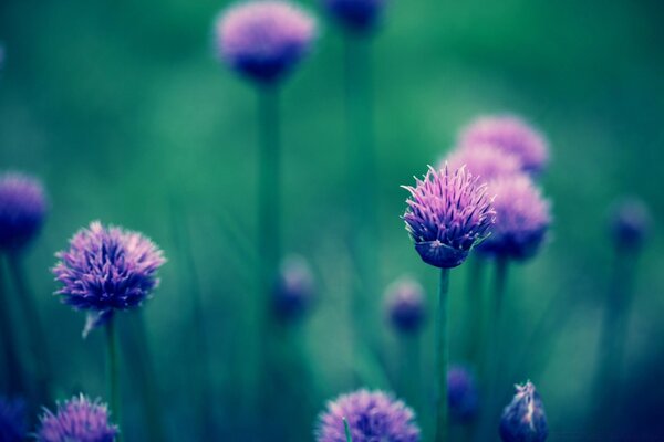 Flora of summer purple flowers