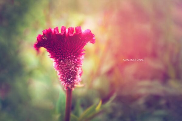 Petite fleur rouge, forme bizarre