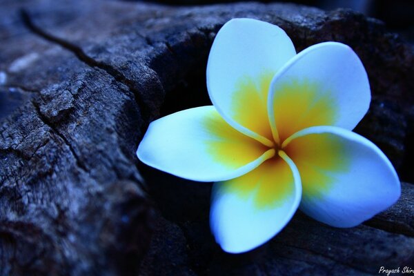 Einsame schöne Blume am Baum