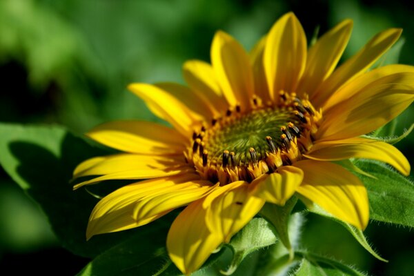 Nature of summer flowers