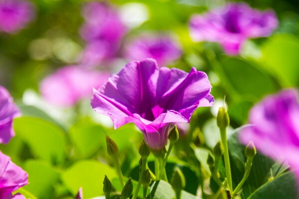 Flowers with leaves in nature