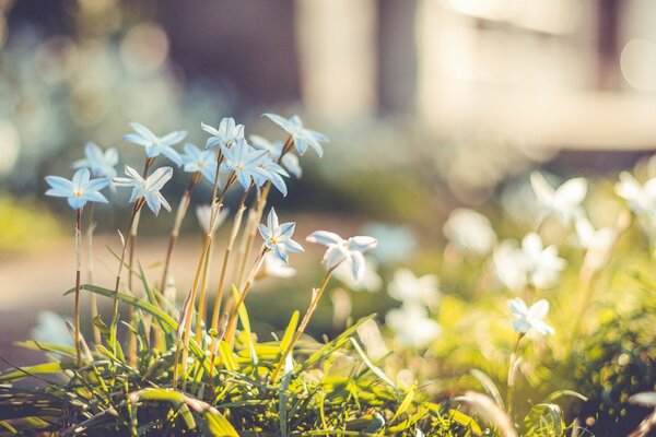 Primeln von bläulicher Farbe in der Sonne