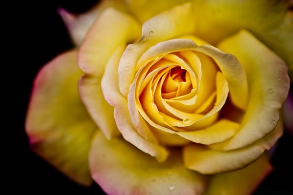 Yellow flower on the desktop