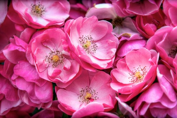 Fiori rosa brillante in primavera