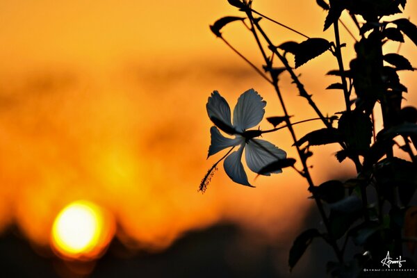 Erba su sfondo sfocato con Tramonto