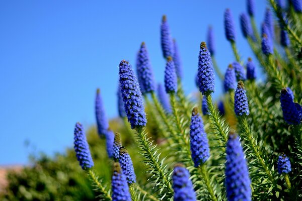 Sommerblumen in der Natur