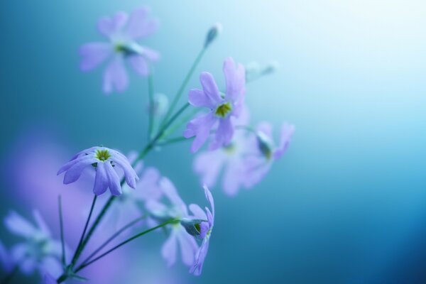 Die zarte Blume blühte im Morgengrauen auf