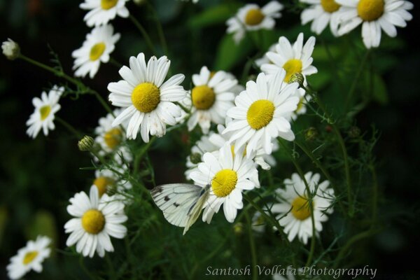 Field daisies in the field in summer