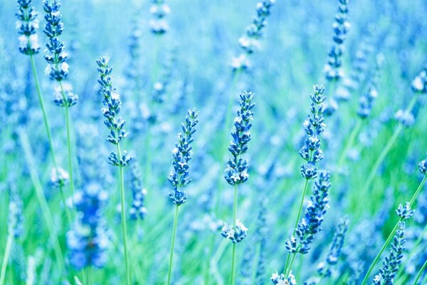 Delicado campo de lavanda azul