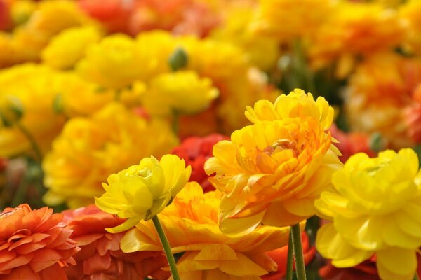 Flowers with leaves in nature