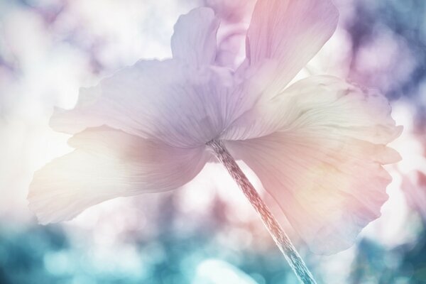 Delicate photo of a flower in pink and blue tones