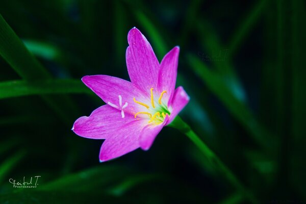 Sommerblume auf dem Desktop