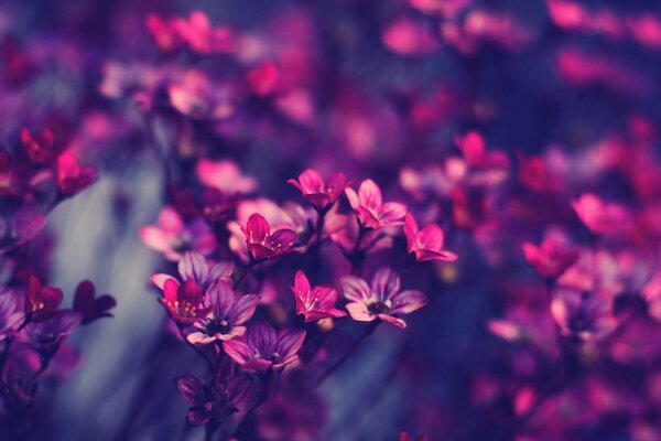 Flores púrpuras y Rosadas