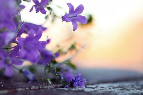 Lindas flores roxas ao amanhecer