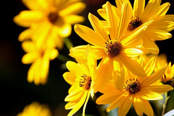 Fiore giallo simile al sole