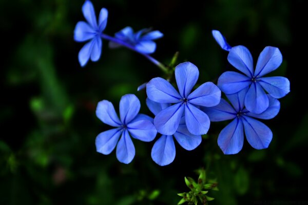 Bleuet lumineux dans le champ