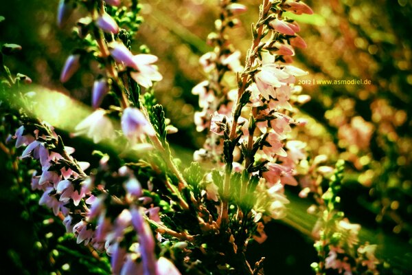 Der Sonnenstrahl fand ungewöhnliche Blumen im Schatten des Grases