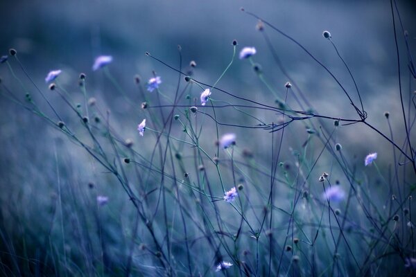 Fleurs bleues sur fond flou