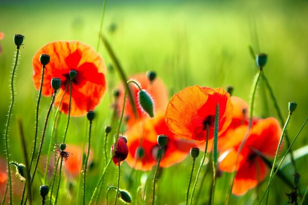 Flowers in the field grass