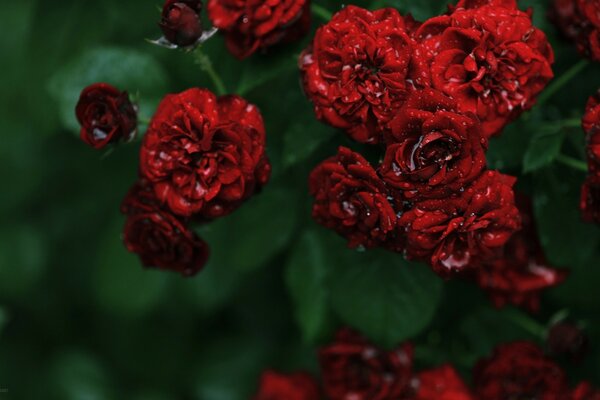 La rose et ses feuilles sont très tendres dans les mains