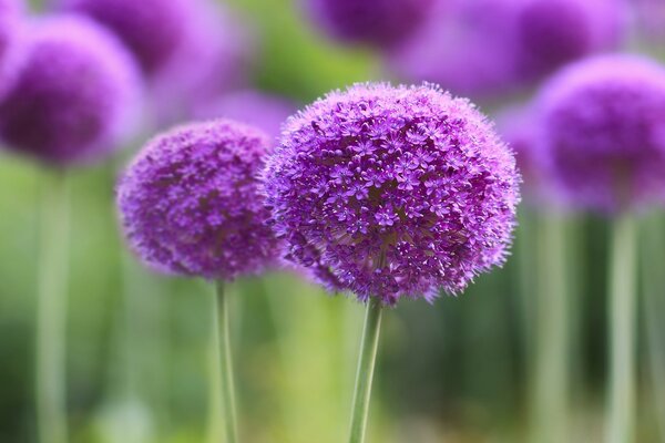 Round lilac bright flowers