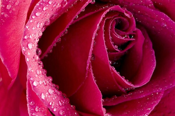 Beautiful red rose in dew