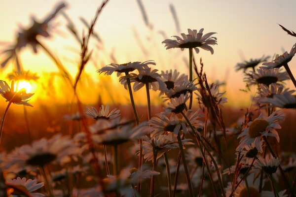 Gänseblümchen bei Sonnenaufgang der Morgensonne