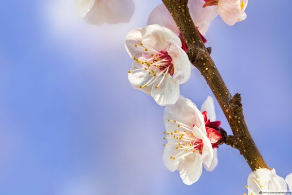 Branche de fleurs de cerisier sur fond bleu