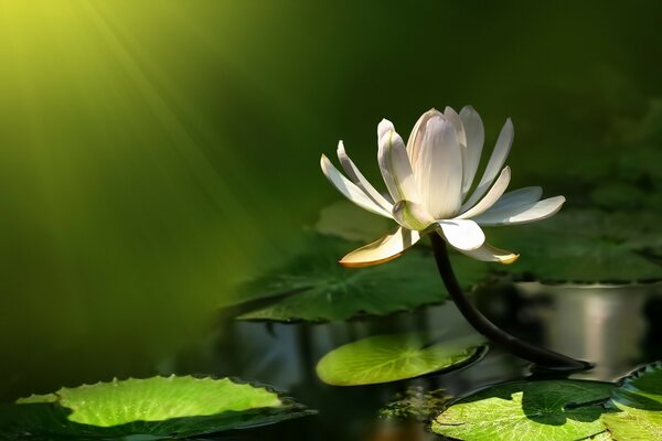 Weiße schöne Blume im Sommer