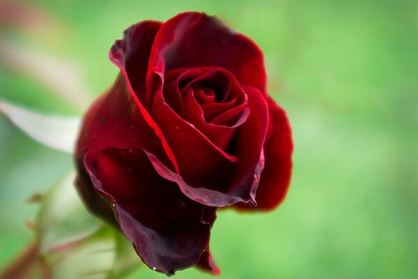 Rote Rose verliert Blütenblätter