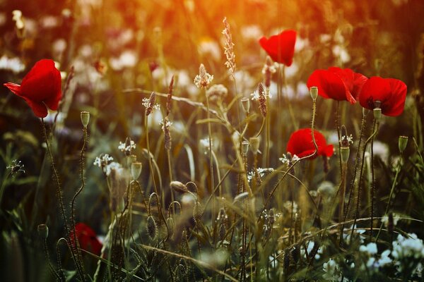 Rote Mohnblumen Desktop