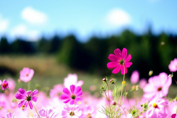 Flores silvestres brillantes contra un bosque verde