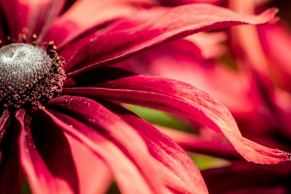 A beautiful red flower