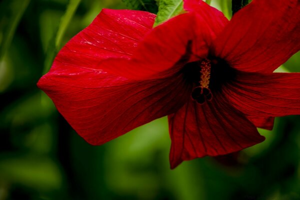 Hibiskus to Sudańska róża miłości