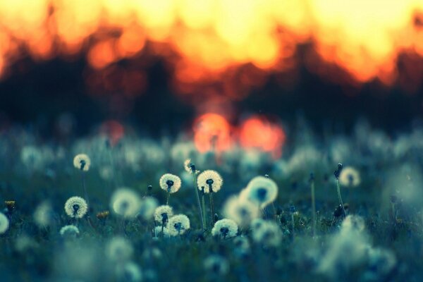 White dandelions on the field at sunset