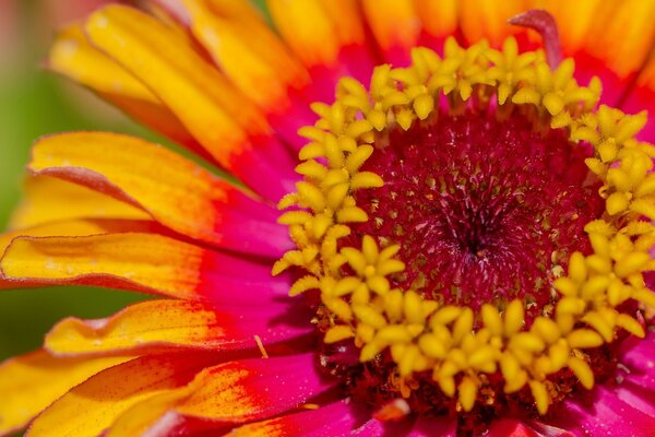 Zinnia bright colors