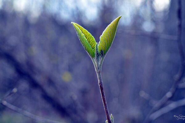 The growth of the leaf was captured outdoors