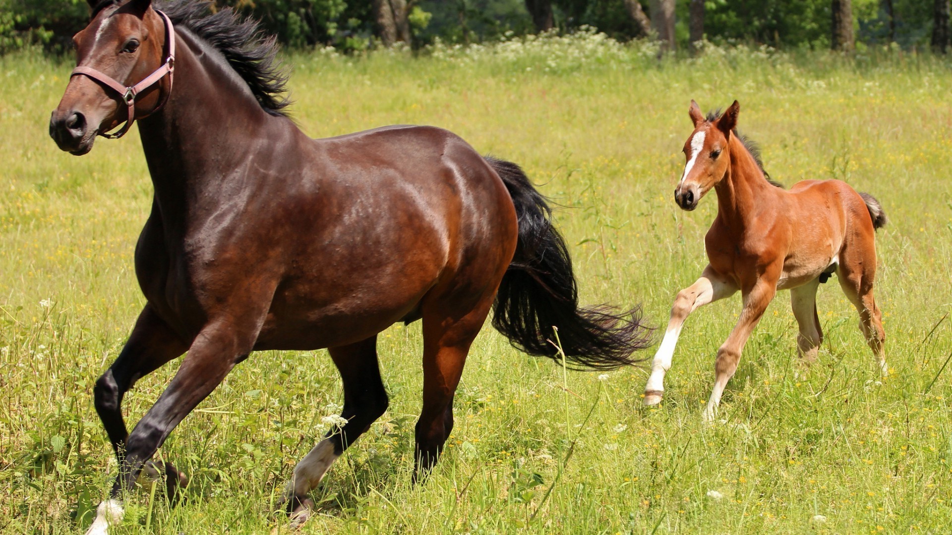 horses horse mare stallion mane mammal equine equestrian cavalry hayfield chestnut pasture animal grass thoroughbred farm gallop foal pony field sitting