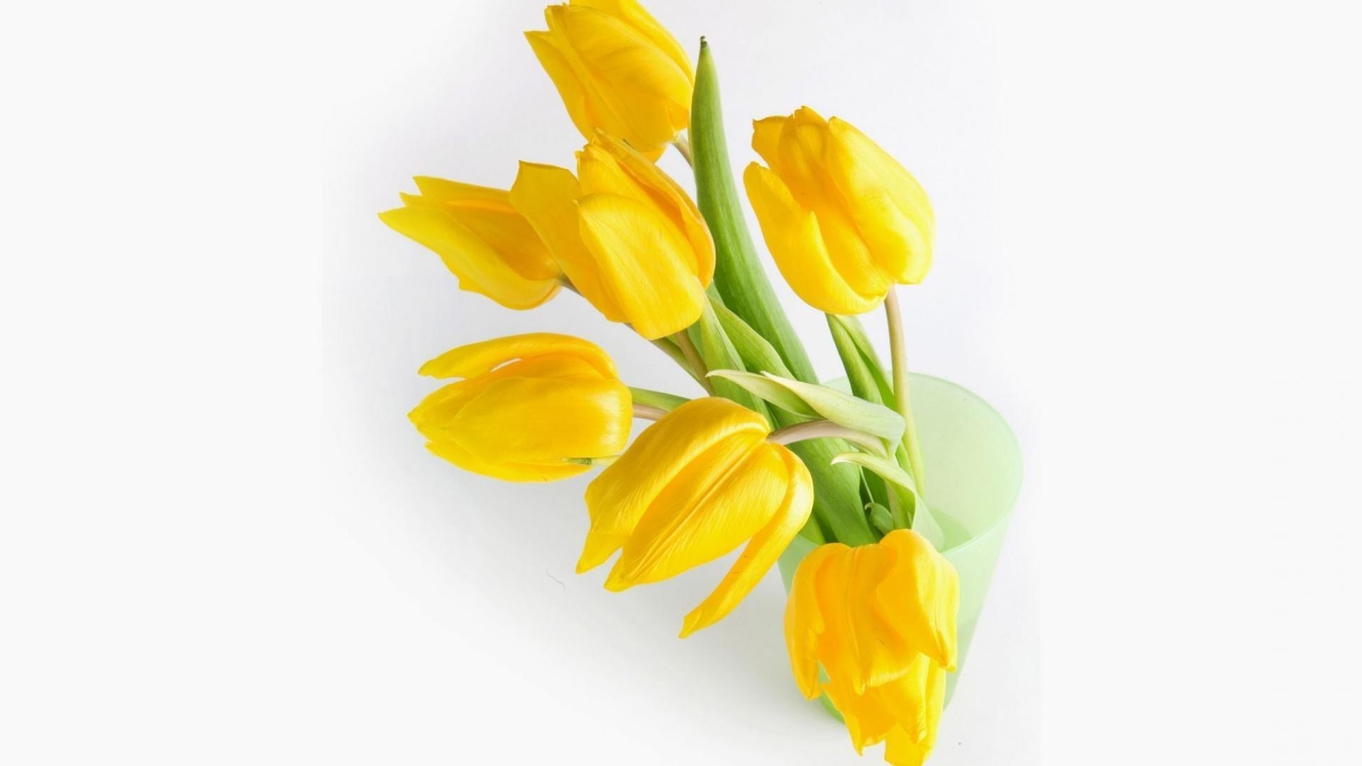 tulips nature isolated leaf easter bright bouquet flora flower growth floral color