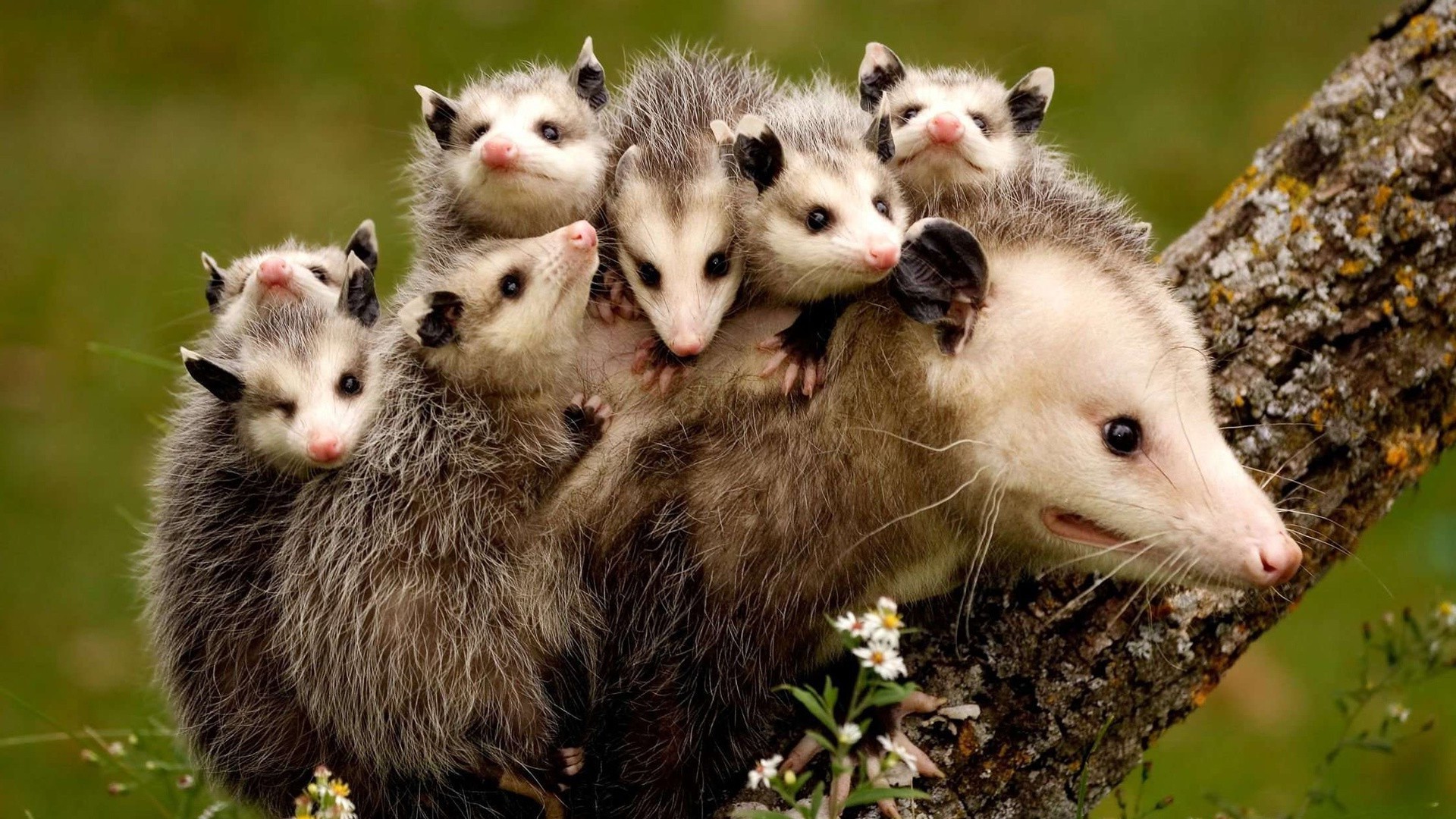 animales naturaleza lindo retrato vida silvestre pequeño animal al aire libre mamífero joven hierba