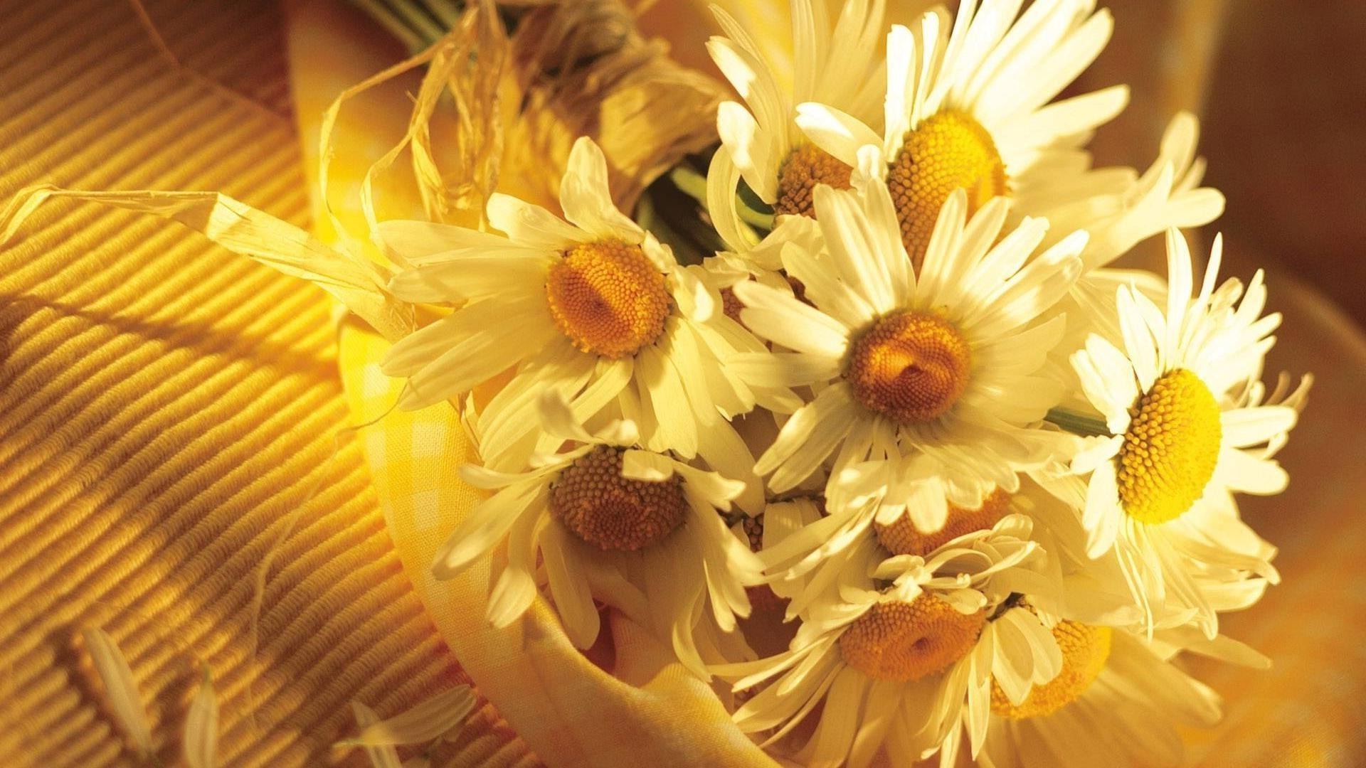 chamomile flower nature flora beautiful color summer close-up desktop floral leaf bright petal bouquet