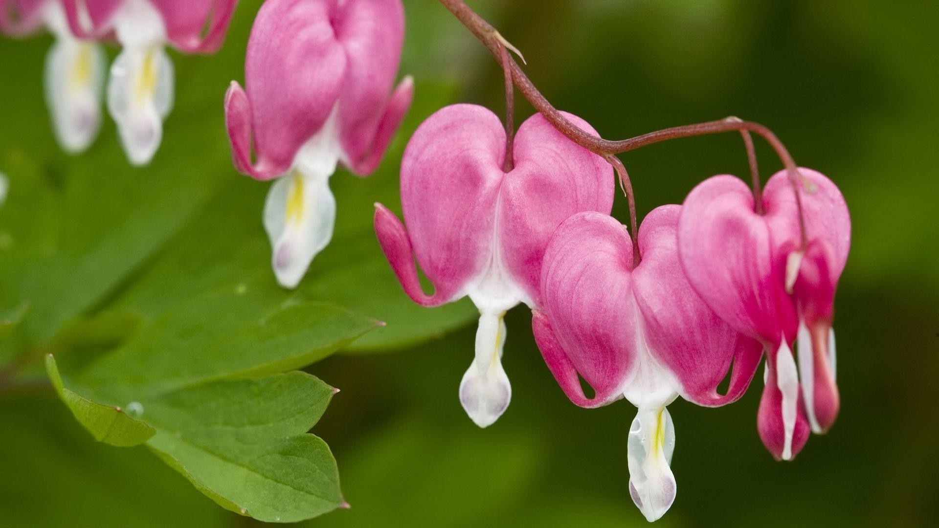 flowers nature flower flora garden petal blooming leaf color bright floral close-up beautiful summer outdoors season