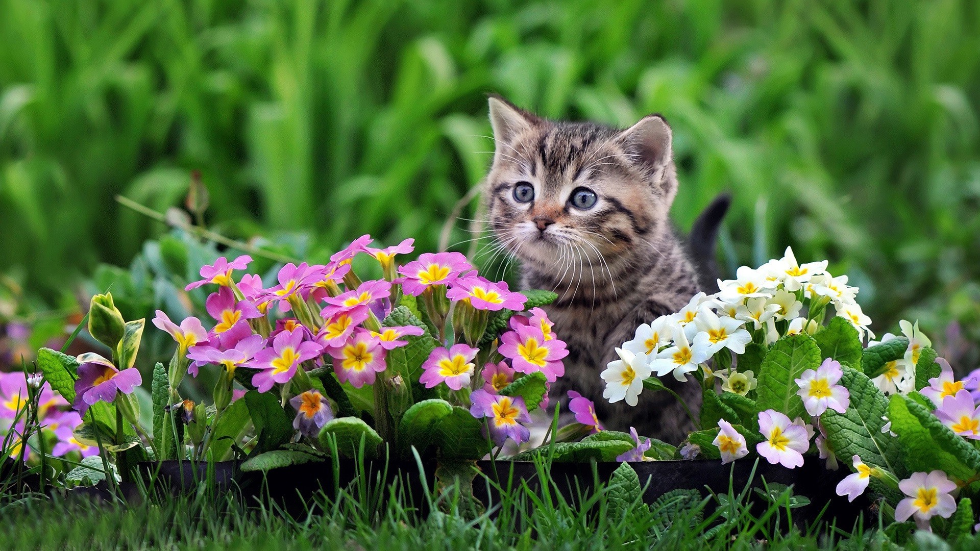 cats nature flower grass garden field summer hayfield flora floral blooming lawn outdoors leaf beautiful park petal