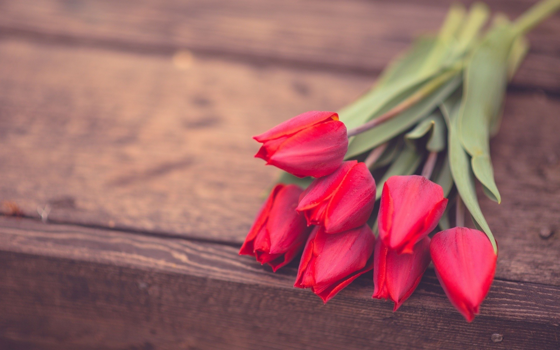 bouquet di fiori fiore natura romanticismo amore tulipano all aperto foglia natura morta sfocatura rosa