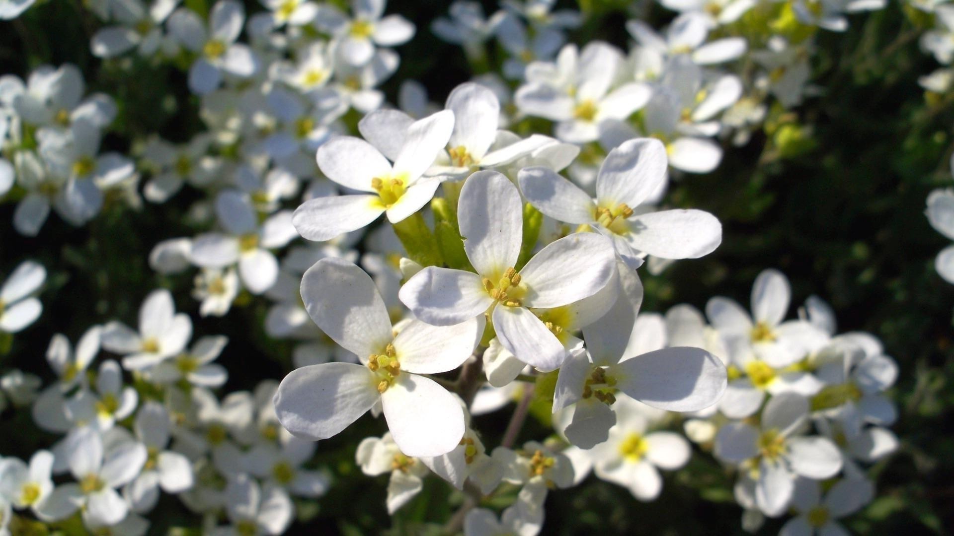 fleurs fleur nature jardin flore bluming pétale floral feuille été à l extérieur saison parc croissance beau temps couleur gros plan lumineux herbe champ