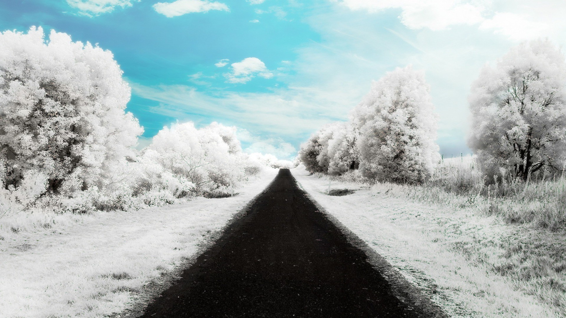 road snow landscape winter fog tree nature frost weather cold wood mist sky