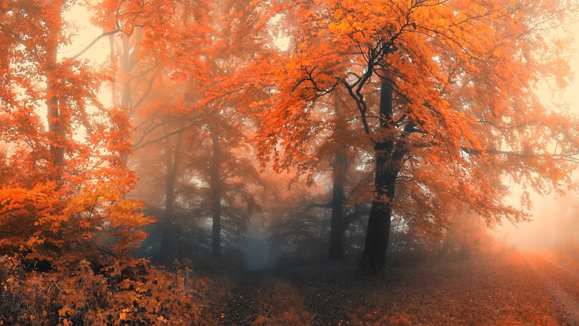 otoño otoño árbol hoja niebla madera paisaje niebla parque arce al aire libre rama amanecer naturaleza temporada escénico buen tiempo