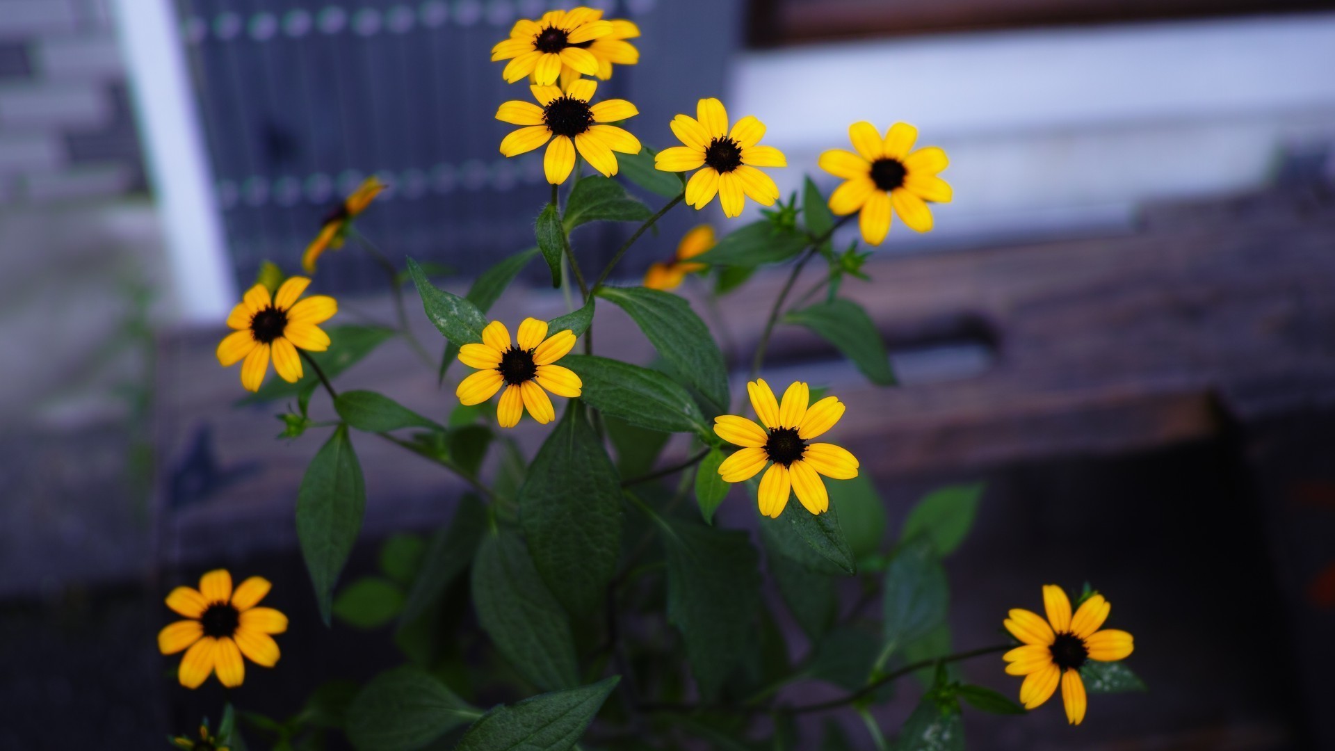 çiçekler çiçek yaprak flora doğa yaz parlak renk bahçe çiçek açık havada çiçek açan güzel