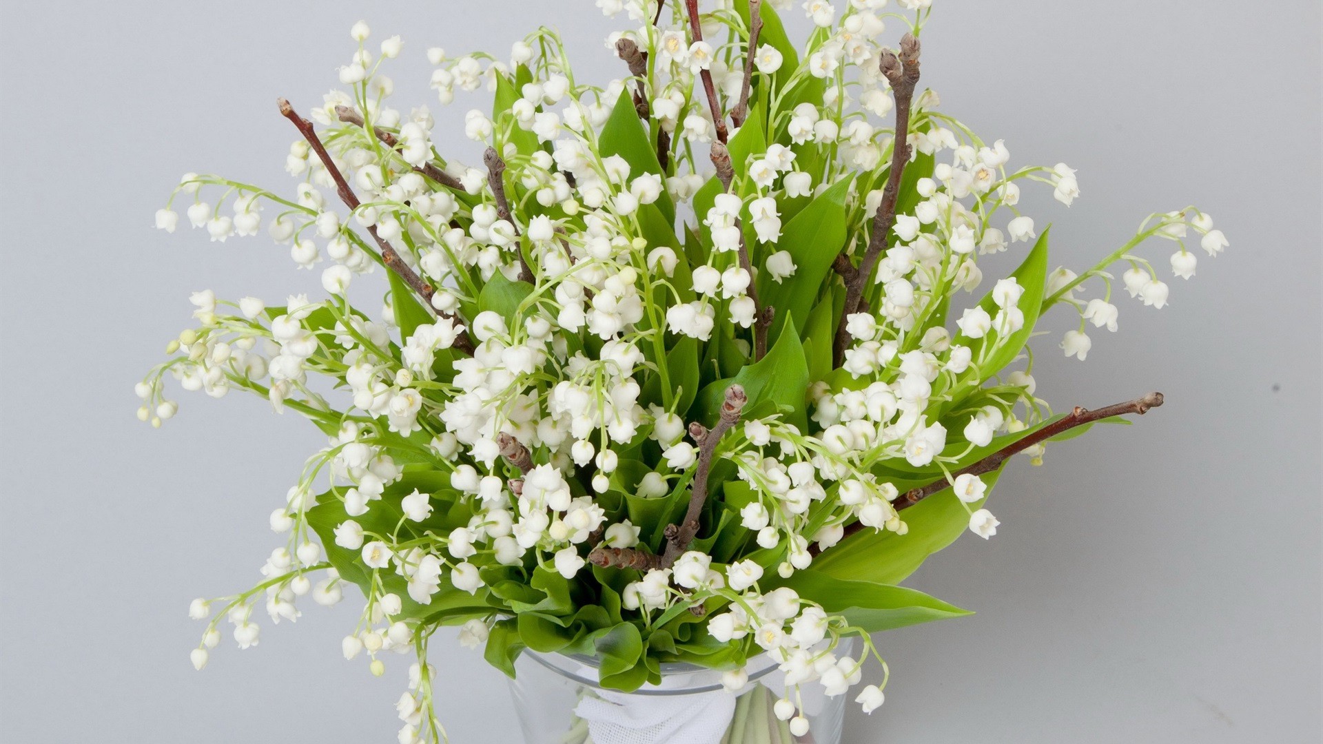 белые цветы ландыши бесплатно