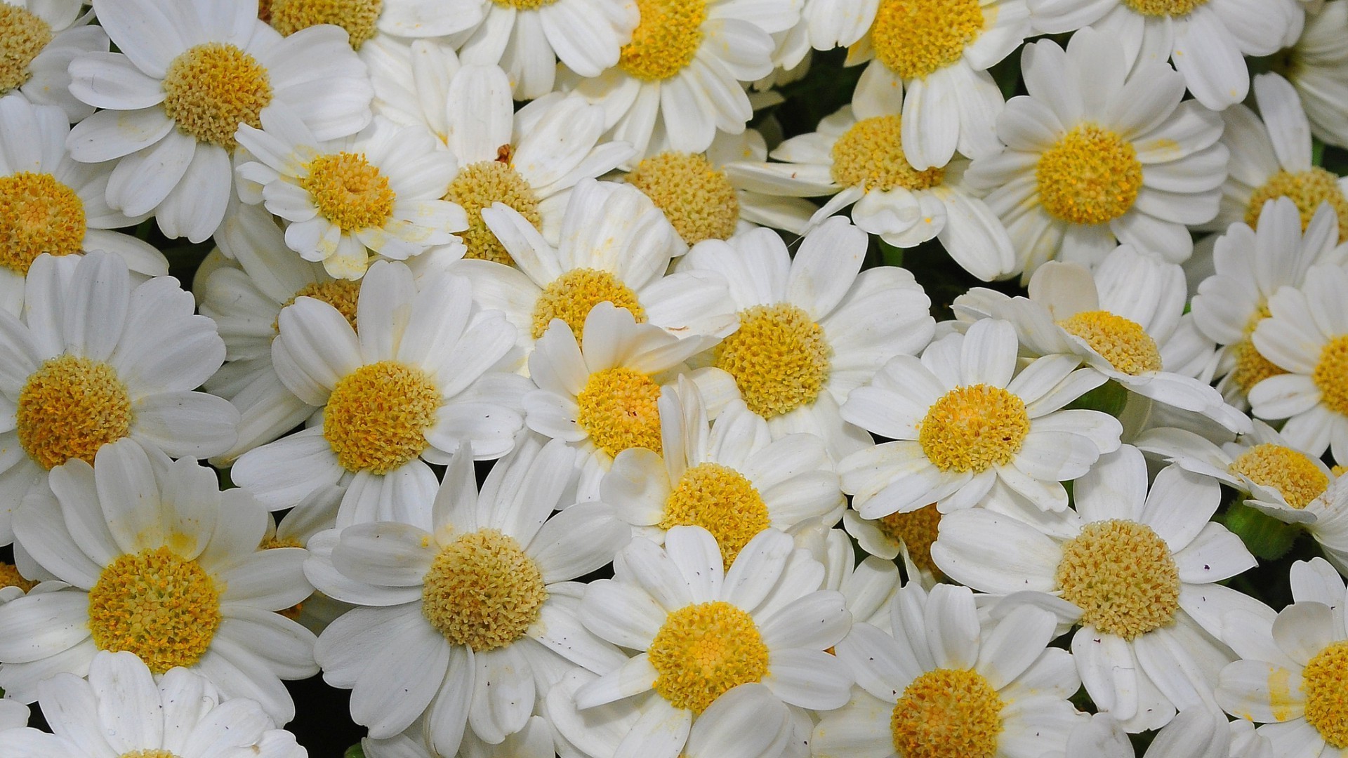 chamomile flower nature summer flora floral bright garden petal blooming color head beautiful leaf season close-up chrysanthemum hayfield field